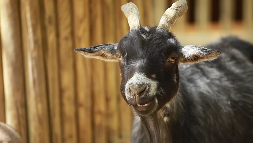 Funny goat in the farm