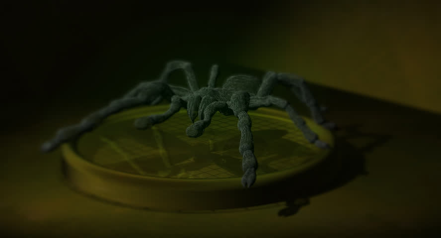 spiders touch 1