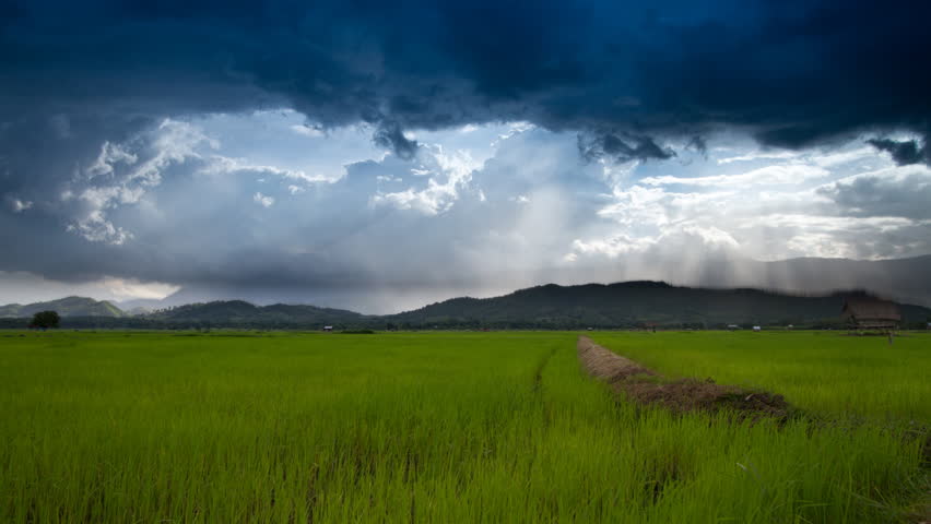 Time Lapse : Rice farming in the rainy season in Thailand. 