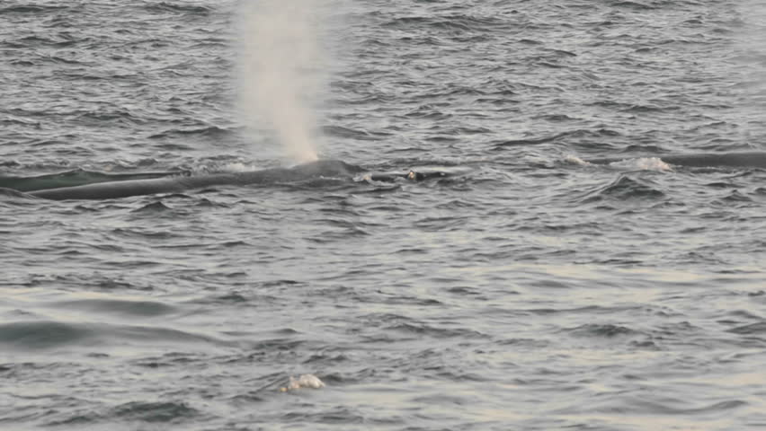 POINT ADOLPHUS, ALASKA-CIRCA 2011-Humpback whales group feeding at Point Adolphus in Icy Strait in Southeast Alaska.