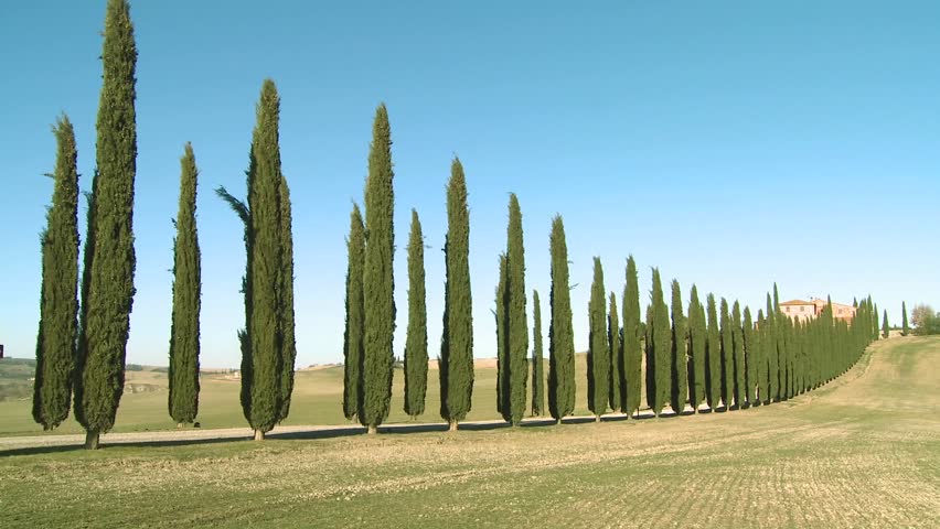 TUSCANY, ITALY-CIRCA 2011-A wide shot of a farm villa with long rows of trees in Tuscany, Italy.