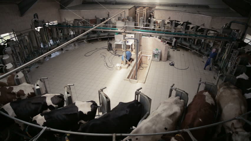 Automated Dairy Farm