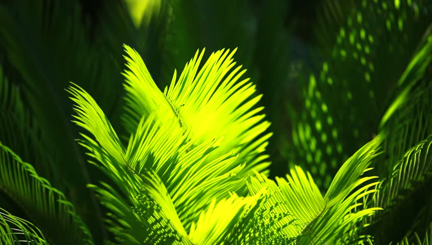 Green and bright palm leaves in the wind