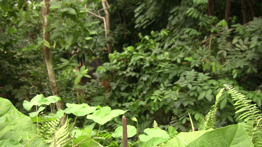 Pan to a tropical ariod flower at the Eden Project, UK