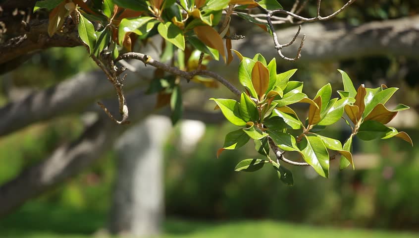 Magnolia tree over blured background