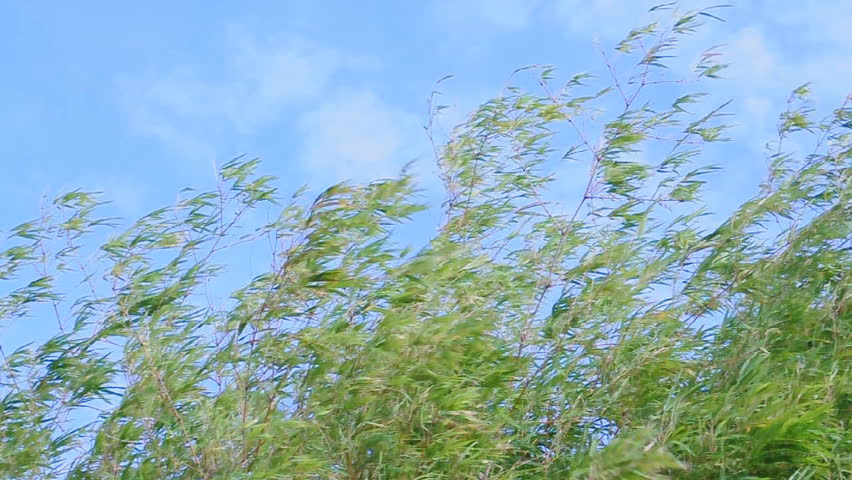bamboo and wind flow.
