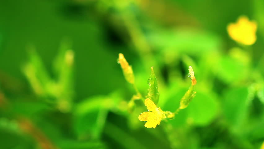 small yellow flowers in the morning sun. shot slider.
