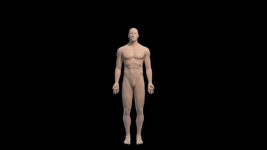 Footage of stationary 3D model man zoom toward navel belly button