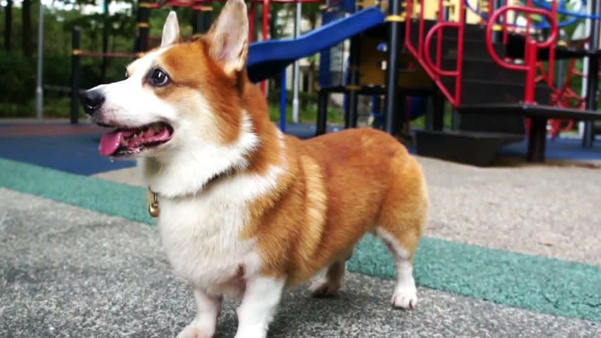 Pembroke Welsh Corgi playing fetching with a ball.