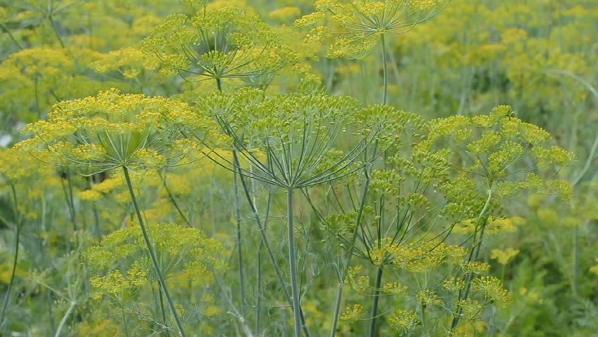 Blooming dill waving on the wind