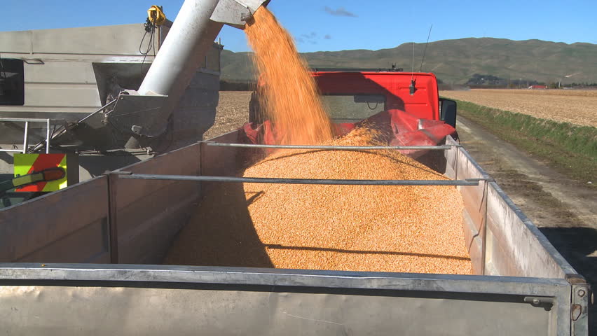 Newly harvested corn is loaded into a truck for transportation to the drying silos.
