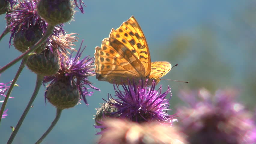 Butterfly and Bees Gathering Pollen, Macro