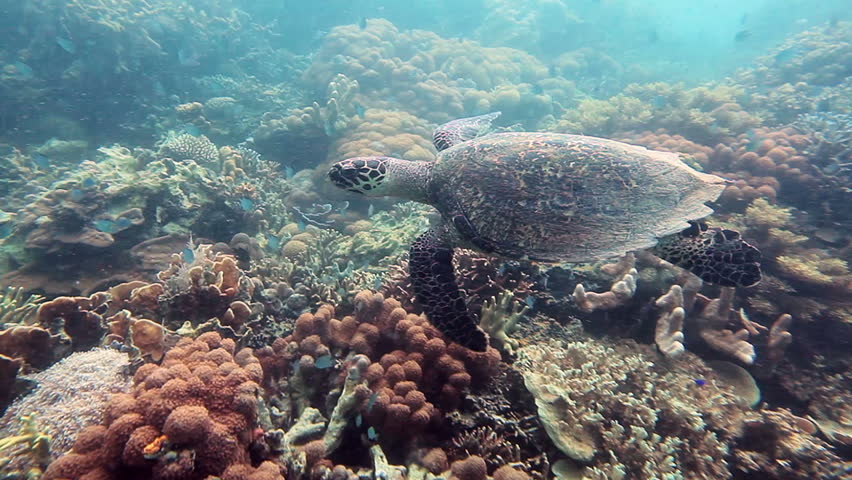 Hawksbill sea turtle (Eretmochelys imbricata) on the coral reef