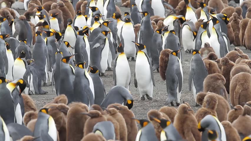 King penguin colony with chicks on Macquarie Island, Sub Antarctic Islands, Australia 