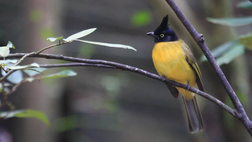 Wildlife in nature: Bird perched on a branch.