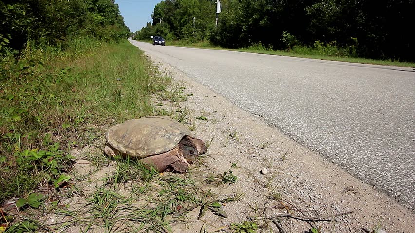 A Snapping Turtle (Chelydra serpentina) Looks Out Onto the Road as a Car Speeds By. Road Mortality is a Leading Cause of Decline in Turtle Species.