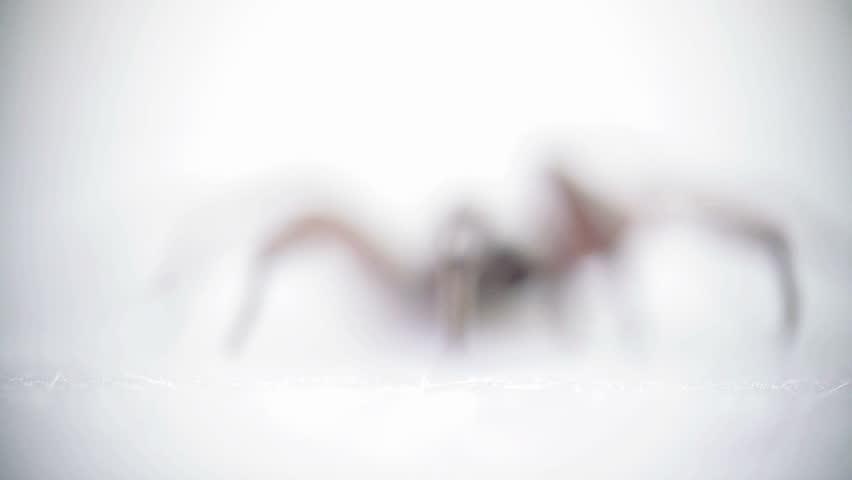 Closeup macro of  spider on white isolated background (selective focus)