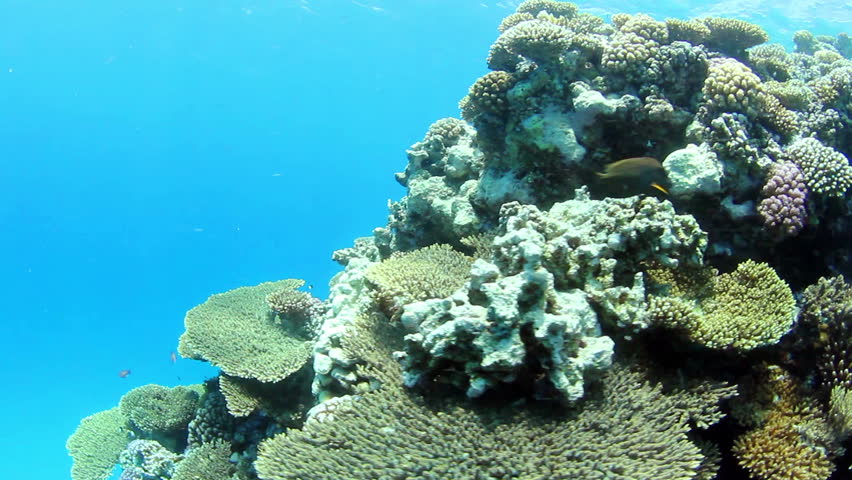 Underwater scene of tropical coral reef and fishes on Red Sea.