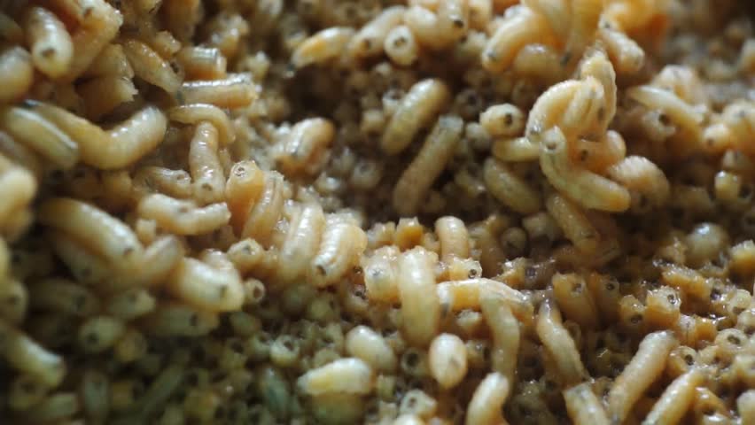 Macro group of maggots
