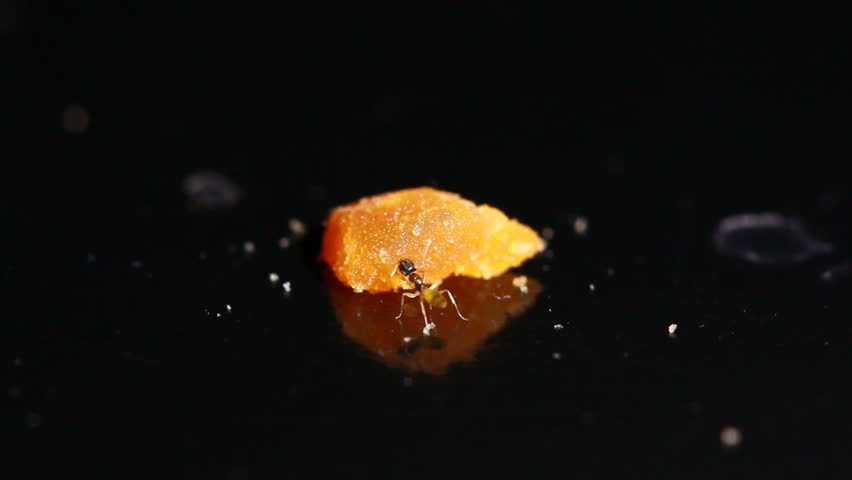 Ant eat scrap food