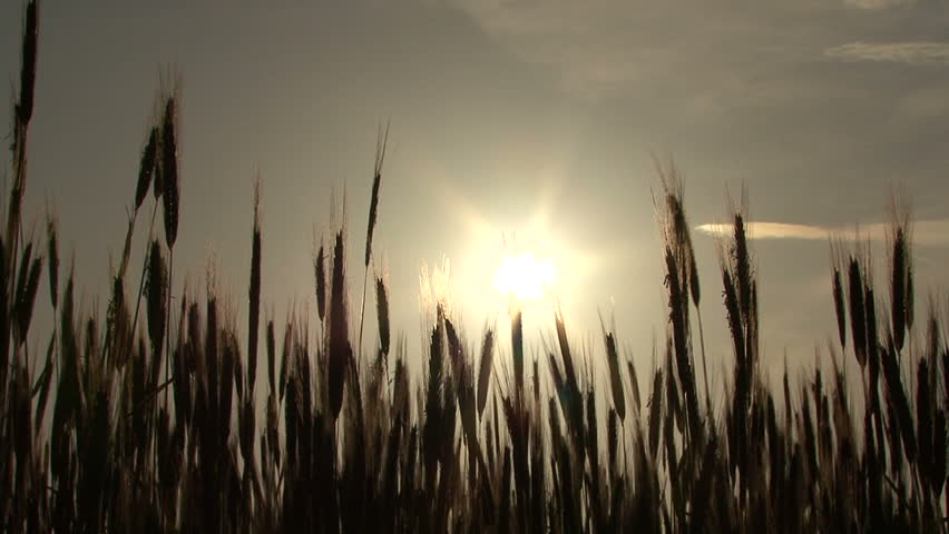 cornfield 01