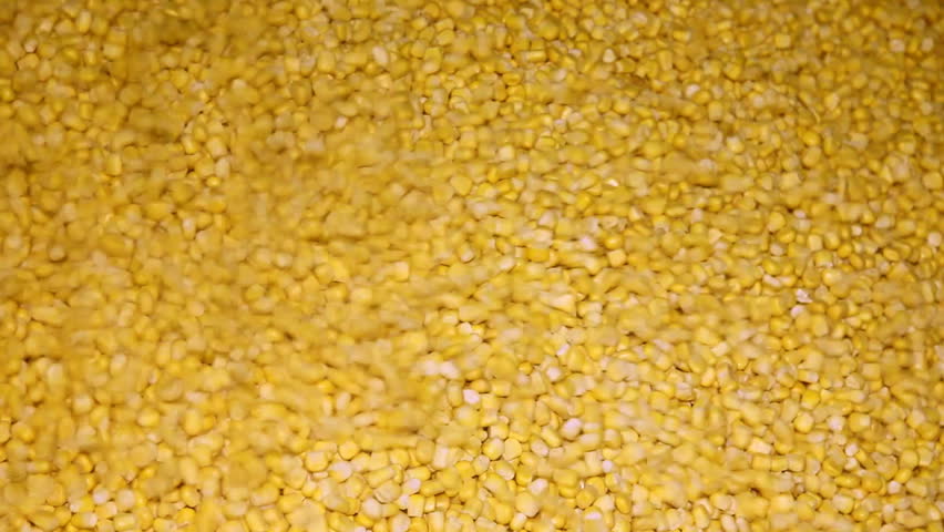 Corn grain in processing plant