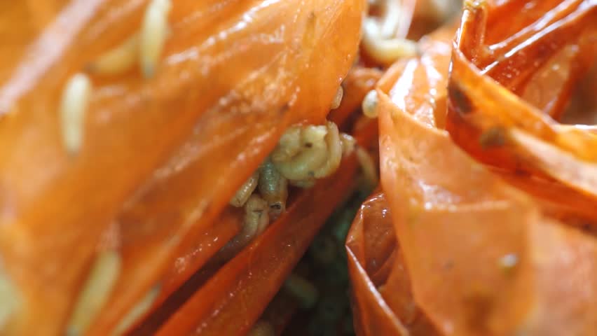 Macro group of maggots