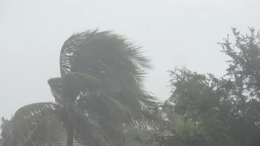 Hurricane battering palm tree