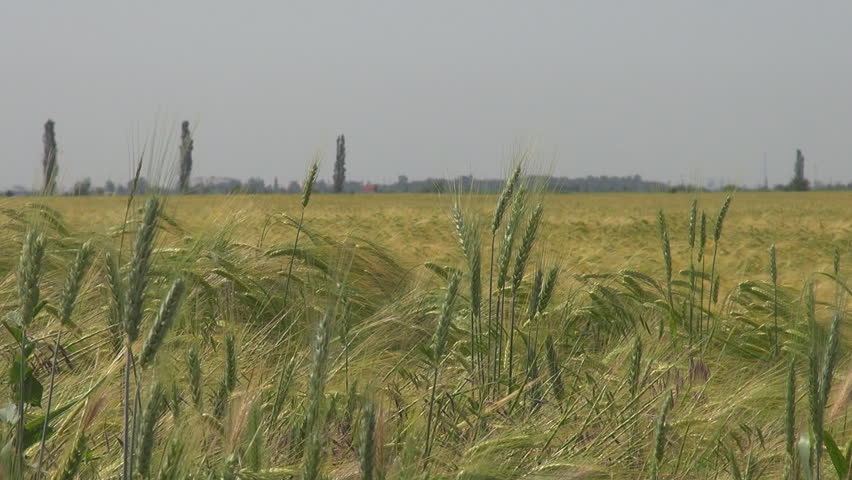Beautiful field of wheat