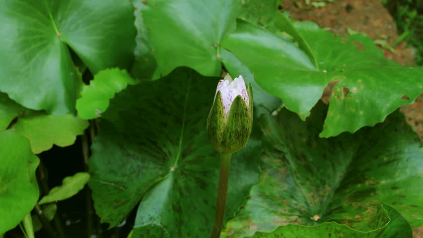 time lapse of white lotus blooming