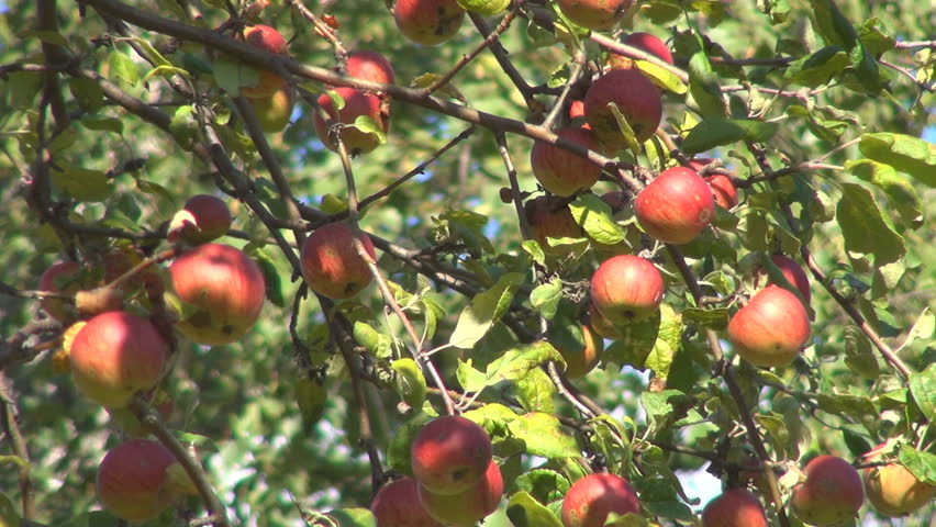 Apple Tree, Branches of Apples, Ecological Apples, Organic Fruits, Apple Orchard