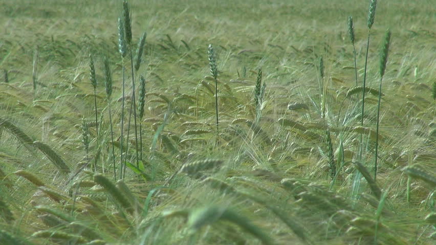 Beautiful field of wheat