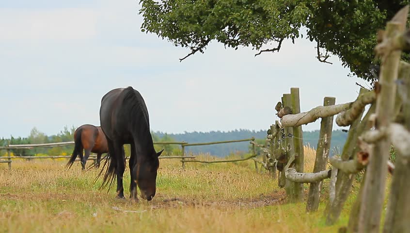 horse in a field, farm animals series
