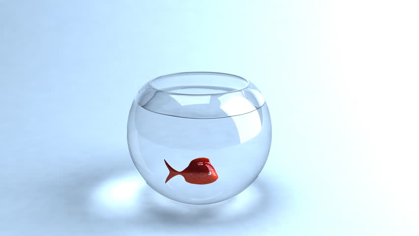 Fish jumping out of a bowl