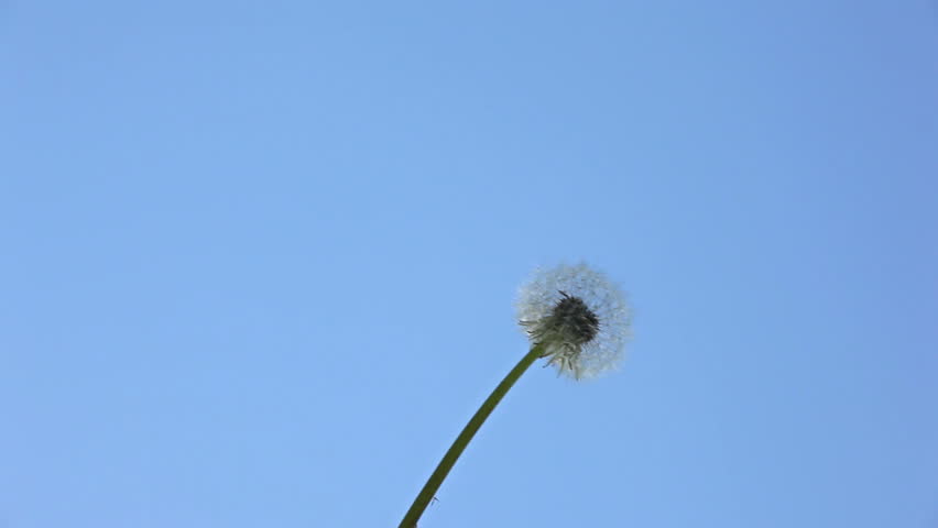 Dandelion in the wind 