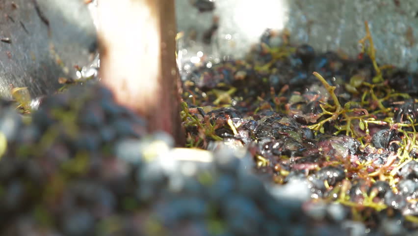 Homemade wine production - tread out the juice from the grapes