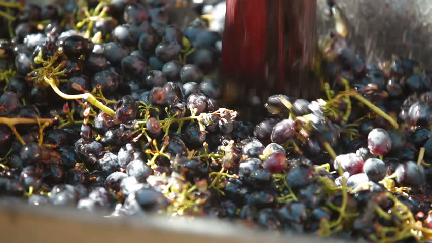 Homemade wine production - tread out the juice from the grapes
