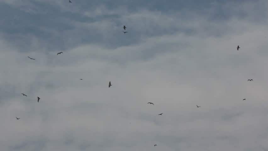 seagulls above dump