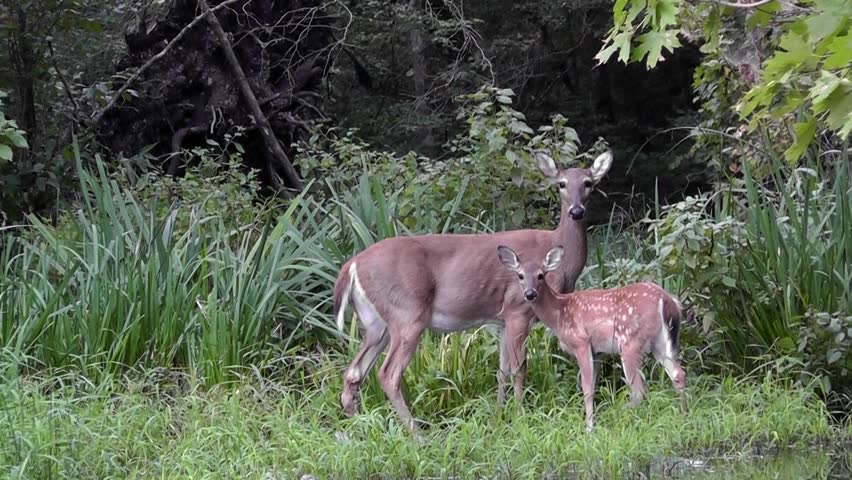 Doe and Fawn Whitetail Deer Enter the Forest at the Edge of a Lake While Another Doe Looks Out For Danger
