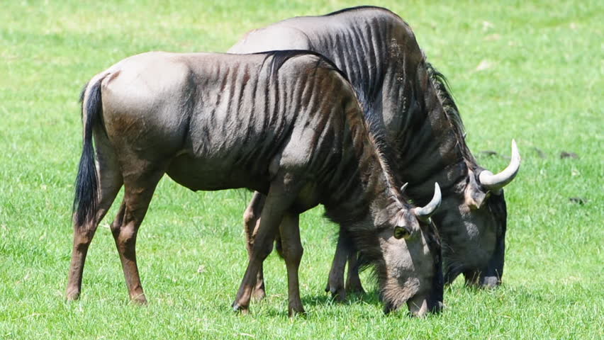 Wildebeest eating grass