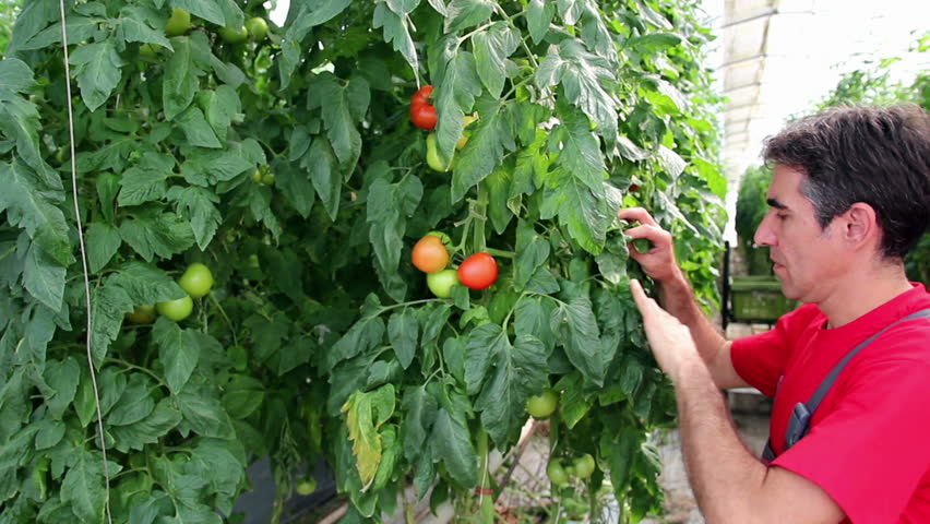 Farmer follows the growth of tomato. Quality control of tomatoes. HD1080p.