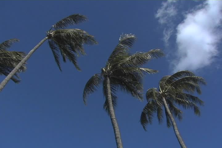 Palm tree in blue sky (Panasonic ag-dvx100a)