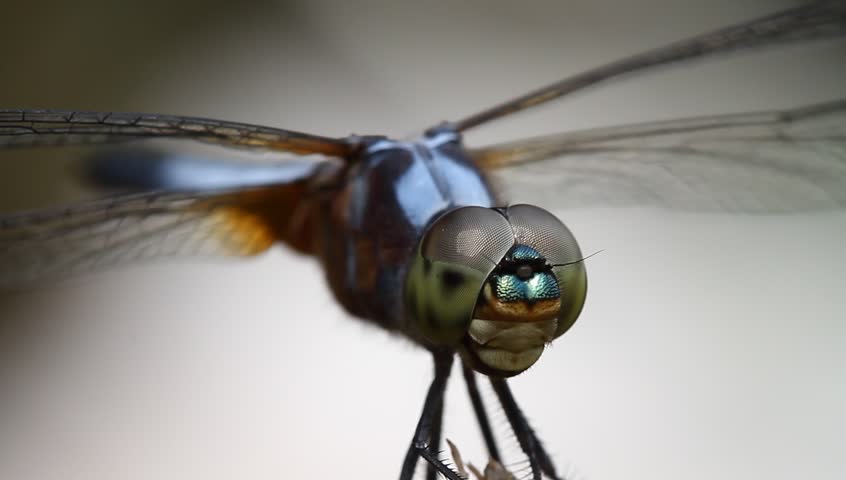 dragonfly