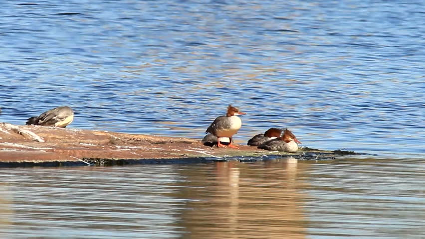 common merganser on a rockey shoreline