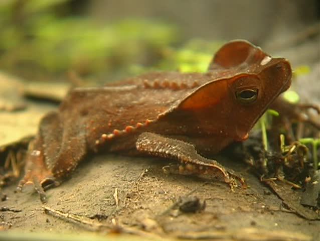 Crested Forest Toad (Rhinella margaritifer) from the Peruvian Amazon