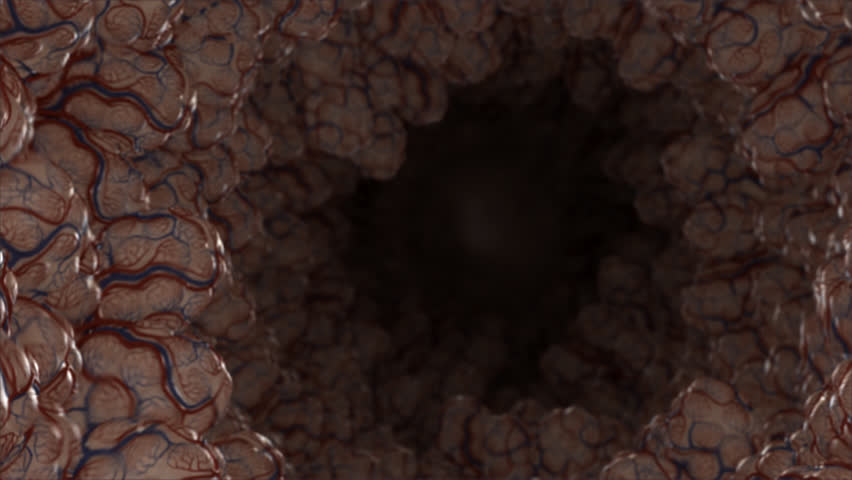 Zoom to close-up rotation of the human bronchiole highlighting the process of ventilation; incoming oxygen enters the blood stream by passing the blood-gas barrier and permeates the capillary