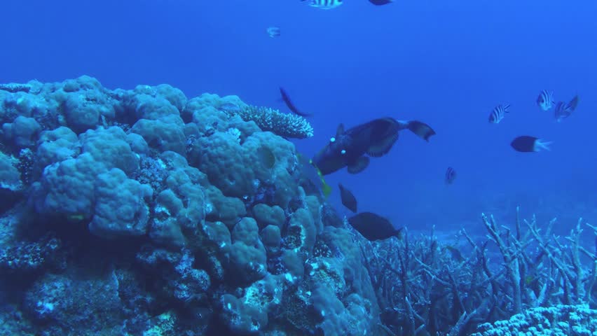 The titan triggerfish, giant triggerfish or moustache triggerfish (Balistoides viridescens) is a large species of triggerfish found in lagoons and at reefs in most of the Indo-Pacific.