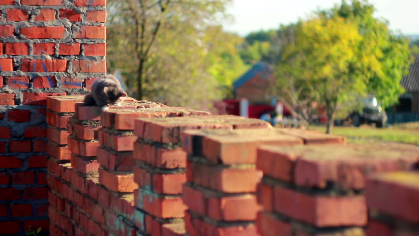 kitten walking on the fence on a summer day