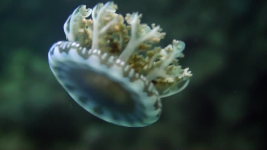 Close up of the tiny cassiopea or upside down jelly fish as it swims to find  new feeding grounds on the great barrier reef. They have a mild sting.