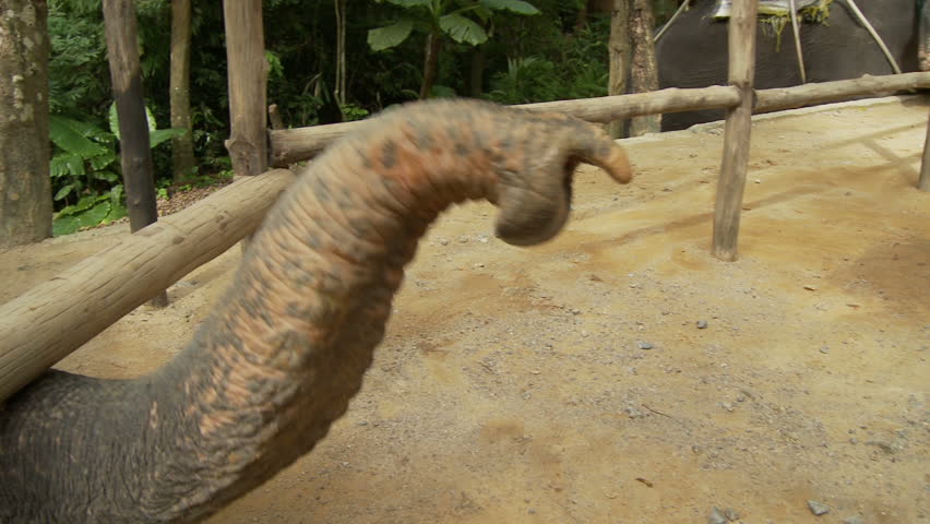 An asian elephant being hand fed fruit